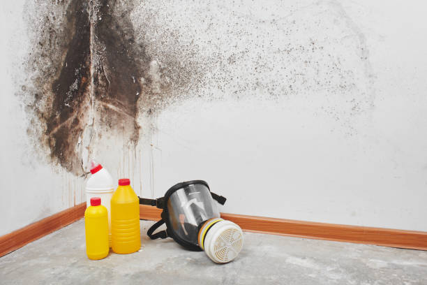 Best Certified Mold Removal  in Paradise, CA