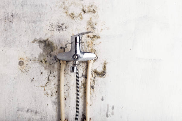 Trusted Paradise, CA Mold Removal Experts