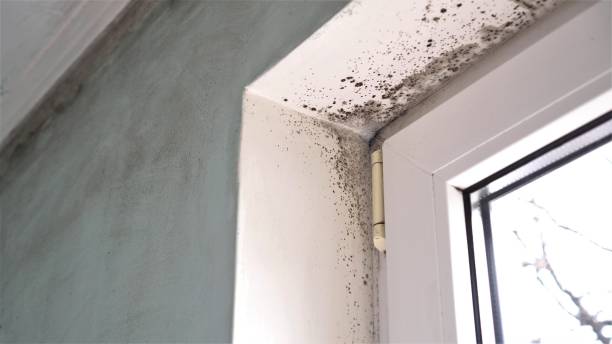 Best Fast Mold Removal  in Paradise, CA