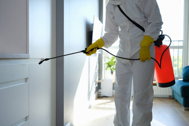 Mold Removal and Inspection in Paradise, CA