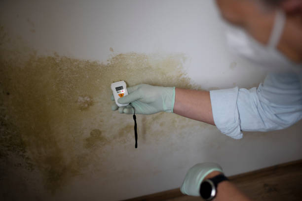 Best Mold Damage Repair  in Paradise, CA
