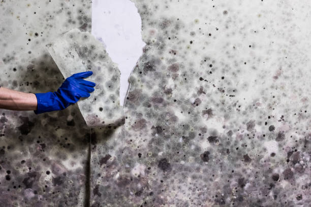 Best Mold Remediation  in Paradise, CA